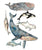 Whales types watercolor painting