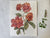 Rose 2