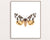 Garden tiger moth painting watercolour