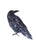 Raven watercolor painting print