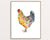 Chicken watercolor painting print