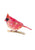 Cardinal bird watercolor painting print
