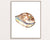 Tiger cowrie shell coastal watercolor painting print