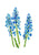 Muscari flower painting blue abstract watercolor