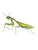 Praying mantis painting watercolour