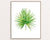 Set of 3 tropical leaves watercolor painting print