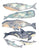 Set of 6 whale watercolor painting print
