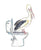Pelican in the bathroom watercolor painting print