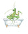 Praying mantis taking bath watercolor