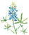 Set of 2 bluebonnet flowers watercolor painting print